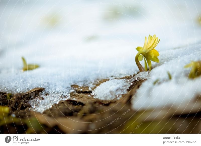 the winter goes Environment Nature Landscape Plant Spring Climate Climate change Beautiful weather Snow Flower Leaf Blossom Eranthis hyemalis Park Blossoming