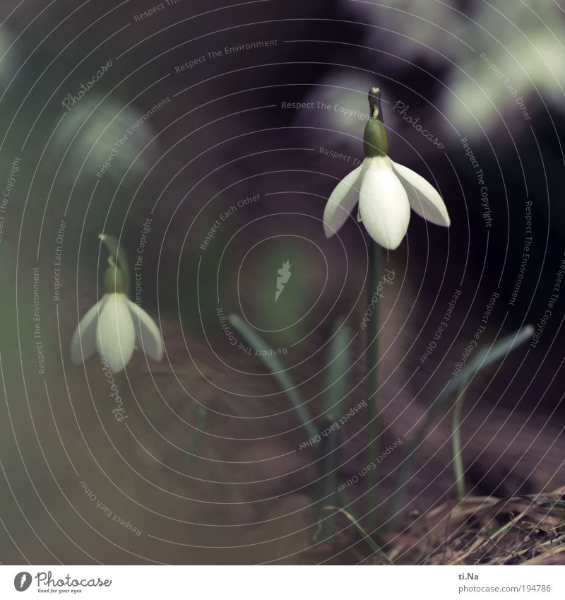 a thank you Environment Nature Landscape Animal Plant Leaf Blossom Blossoming Growth Colour photo Subdued colour Close-up Day