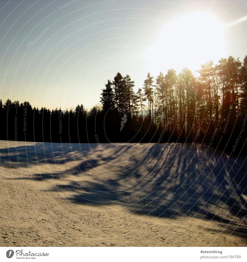 the shadows are getting longer Environment Nature Landscape Plant Sky Cloudless sky Sun Sunrise Sunset Sunlight Winter Weather Beautiful weather Ice Frost Snow