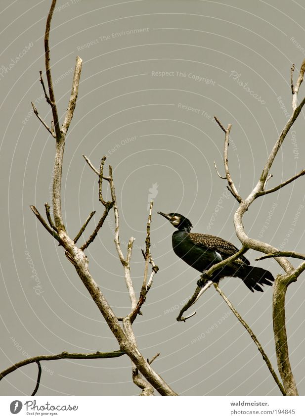 cormorant Sky Tree Branch Animal Bird Cormorant Sit Watchfulness Environmental protection Endangered species Colour photo Exterior shot