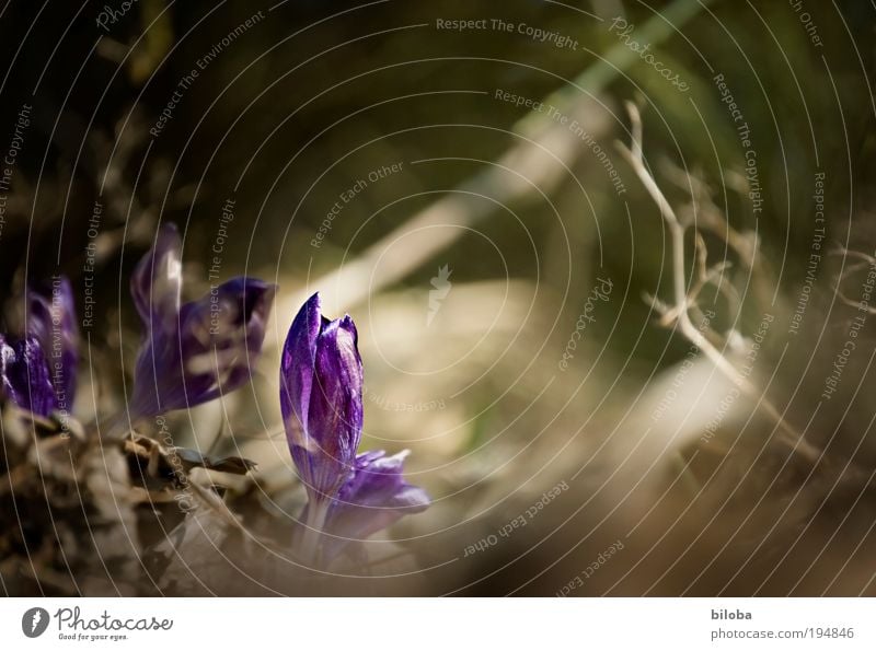 spring awakening II Environment Nature Plant Flower Blossom Crocus Fresh Beautiful Natural New Curiosity Blue Green Emotions Moody Joy Happy Spring fever Sprout