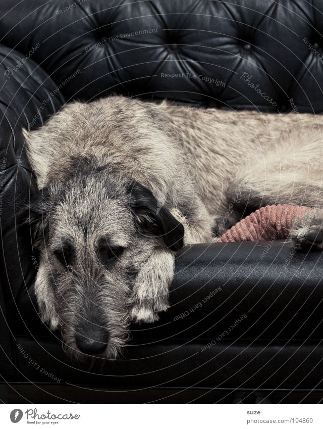 retirement Sofa Pelt Animal Pet Dog 1 Sleep Dream Sadness Black Love of animals Loyalty Rest Cuddling Snout Livestock breeding Mammal Purebred dog Watchdog