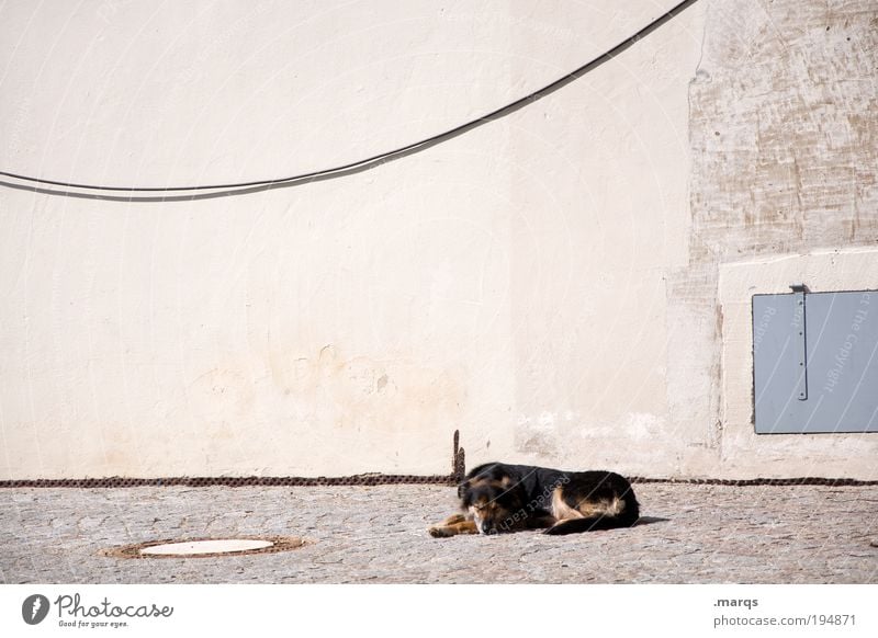 A dog's life Leisure and hobbies Summer Sun Sunbathing Wall (barrier) Wall (building) Facade Dog 1 Animal To enjoy Lie Sleep Positive Safety (feeling of)