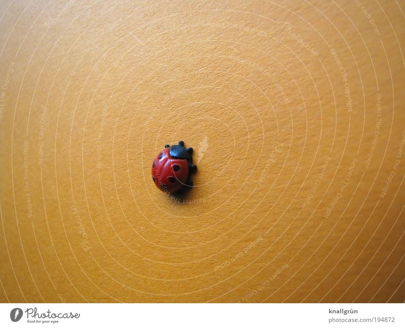 climbing Animal Beetle Ladybird 1 Round Beautiful Red Black Happy Climbing hemispheric Upward plastic animal Colour photo Studio shot Close-up Deserted