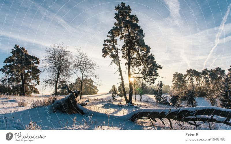 Winter on the Swabian Alb Tourism Trip Hiking Nature Landscape Plant Sky Clouds Sun Sunrise Sunset Sunlight Beautiful weather Snow Tree Field Moody Contentment