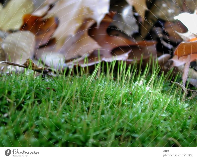 a piece of autumn Meadow Grass Leaf Autumn Macro (Extreme close-up)