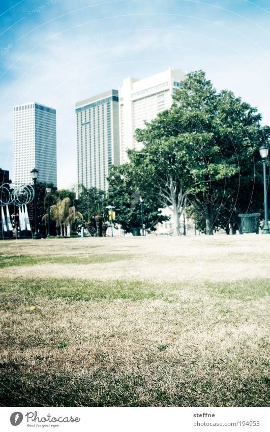 Moon Walk Sky Beautiful weather Tree Park Meadow New Orleans USA Skyline High-rise Relaxation Walking To go for a walk dog meadow Retro Vintage Colour photo