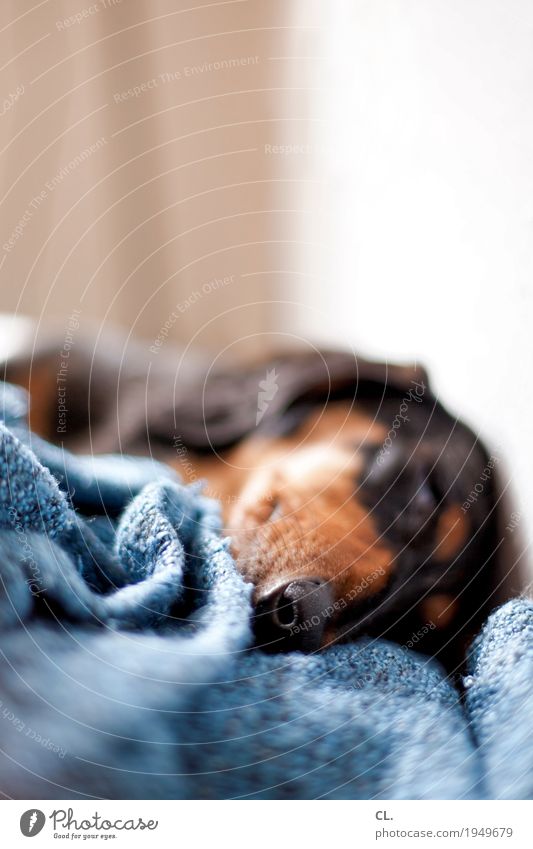 hibernation Living or residing Animal Pet Dog Animal face 1 Blanket Lie Sleep Cute Love of animals Relaxation Colour photo Interior shot Close-up Deserted