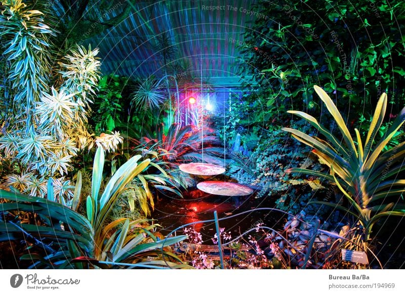 dream world Environment Nature Plant Emotions Water Virgin forest Market garden Museum Multicoloured Dream Colour photo Interior shot Wide angle