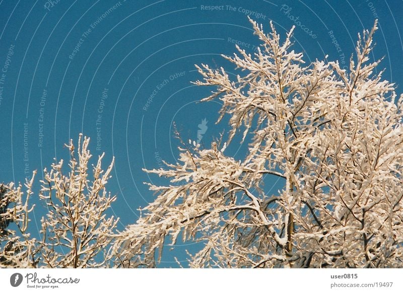 winter tree Tree Winter Snow Blue sky