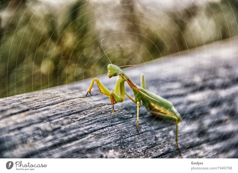 Goddess of Sardinia Environment Nature Summer Meadow Italy Animal Praying mantis 1 Looking Sit Stand Exotic Strong Brown Yellow Green Orange White Optimism