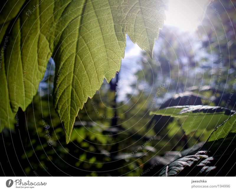 Lots of chlorophyll Environment Nature Plant Cloudless sky Sunlight Spring Summer Climate Climate change Beautiful weather Warmth Tree Leaf Foliage plant Park