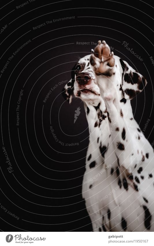 Please, please! Animal Pet Dog Dalmatian 1 Observe Beg Desire Puppydog eyes Love of animals Paw Cute Congenial Point Spotted Friendliness Colour photo