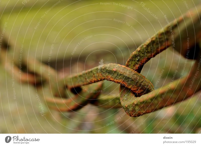 scarlet reed Moss Metal Old Brown Green Power Sadness Grief Death Peace Decline Trust Attachment Chain Chain link Rust Jewish cemetery Judaism Hang Connection