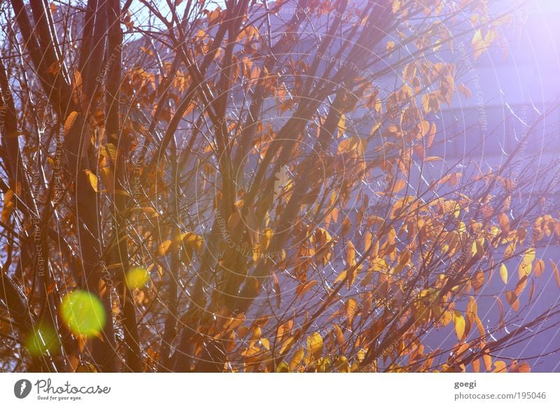 seasons in the sun Sunlight Beautiful weather Tree Leaf House (Residential Structure) High-rise Manmade structures Building Happy Joie de vivre (Vitality)