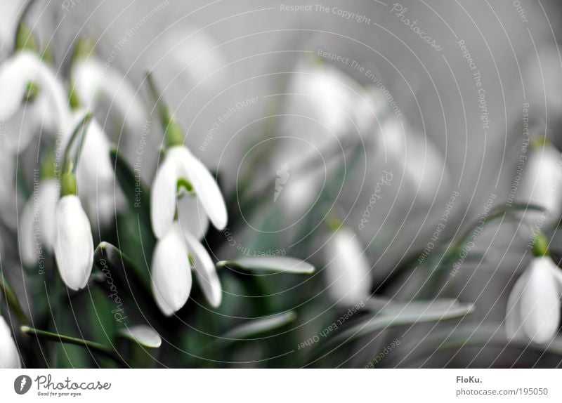 snowdrops Environment Nature Plant Spring Flower Leaf Blossom Esthetic Fresh Beautiful Small Positive Green White Happy Joie de vivre (Vitality) Spring fever