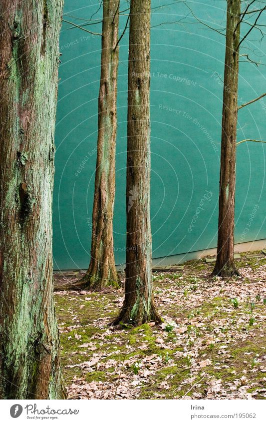 Favorite spot [BO] Environment Nature Plant Tree Moss Wild plant Exotic Bald-cypress Tree trunk taxodium Leaf Bochum Academic studies Wall (barrier)