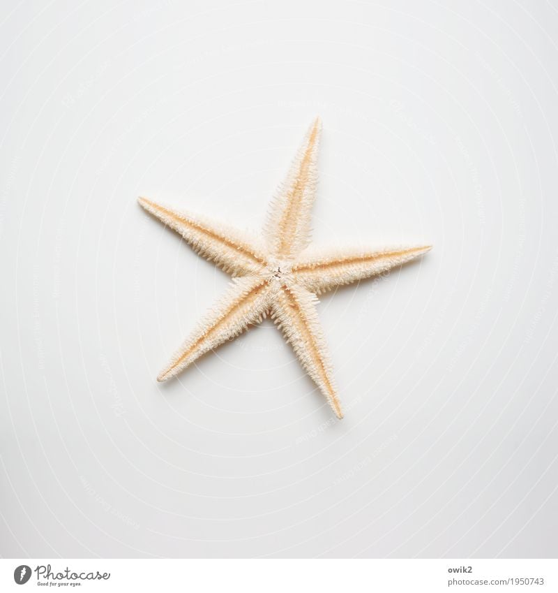 Maris Stella Starfish 1 Animal Lie Authentic Free Small Point Thorny Dry Orange White Design Uniqueness Elegant Contentment Equal Identity Arrangement Perfect