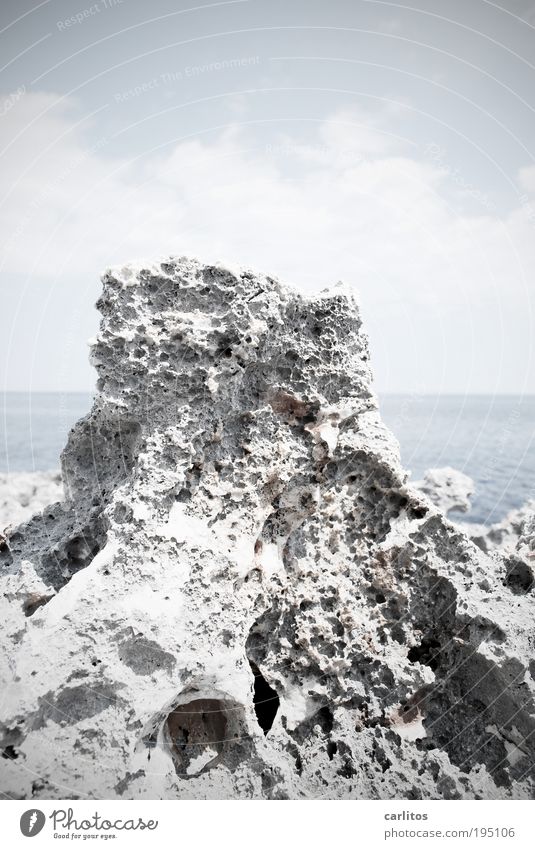 Seagull. Just flew away. Environment Nature Elements Water Horizon Summer Beautiful weather Warmth Drought Rock Coast Reef Ocean Mediterranean sea Gloomy Blue