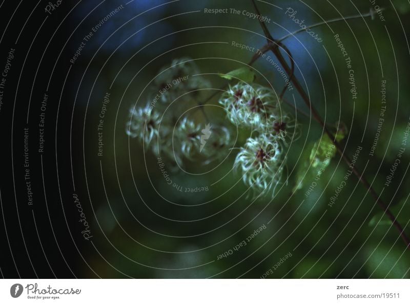 Strange plant Bushes Tree Flower Plant Dark Nature Macro (Extreme close-up)