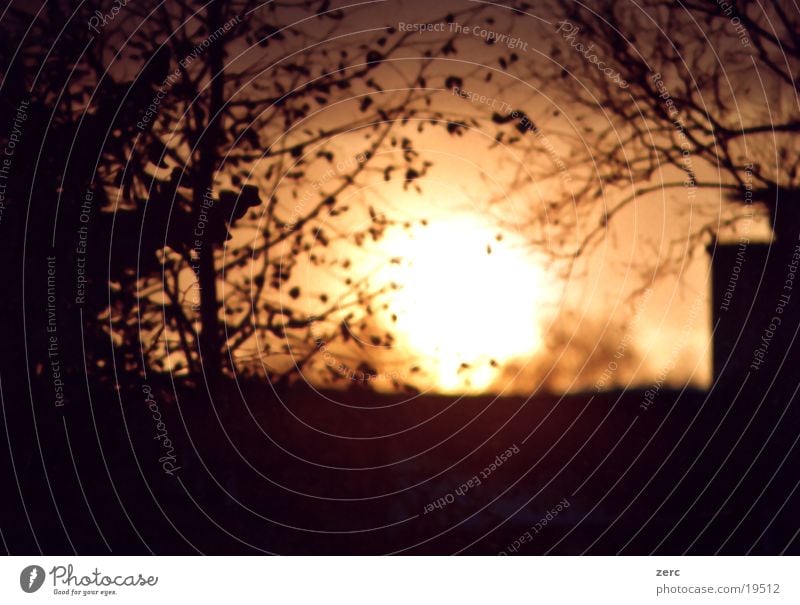 departure Sunset Tree Depth of field Evening Blur Branch