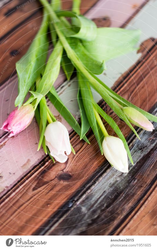 love of flowers Plant Bright Tulip Flower Bouquet Spring Friendliness Interior shot Gift Love Friendship Mother's Day Donate Pink Orange Red Green Nature Joy