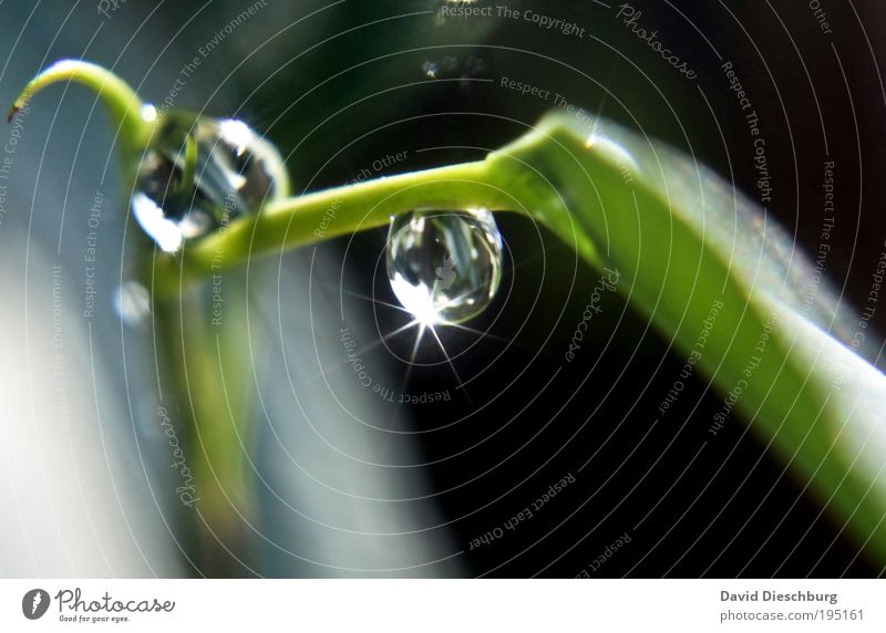 Star at the pearl Nature Plant Drops of water Spring Summer Rain Grass Foliage plant Green Silver Illuminate Dew Glittering Reaction Colour photo Exterior shot