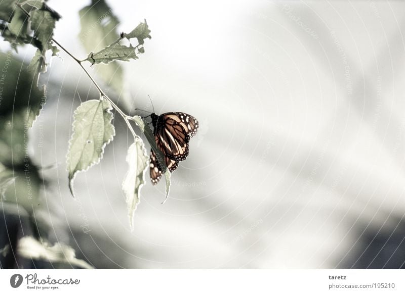 old monarch Animal Butterfly 1 Transience Eroded Bright Monarch butterfly Pallid Insect Nature To feed Colour photo Subdued colour Exterior shot Close-up