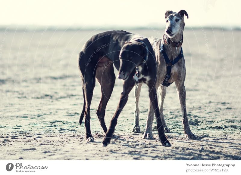 Dog at the beach Whippet Winter Beautiful weather Beach North Sea Animal Pet 2 Athletic Joy Power Love of animals Responsibility Watchfulness Calm Freedom