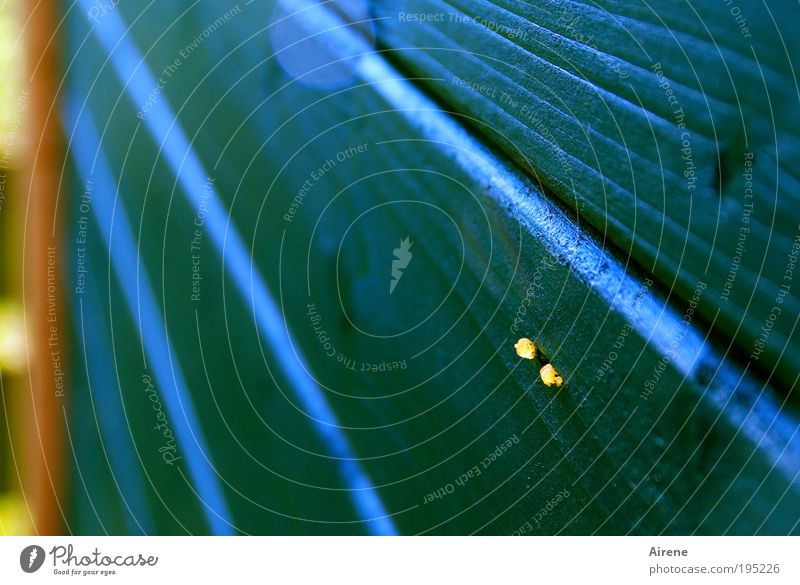 Strange yellow parasite on blue wooden panels Hut Wall (building) Roof beams Resin Wood grain Tears Disgust Blue Yellow Mushroom Mold Colour Surrealism