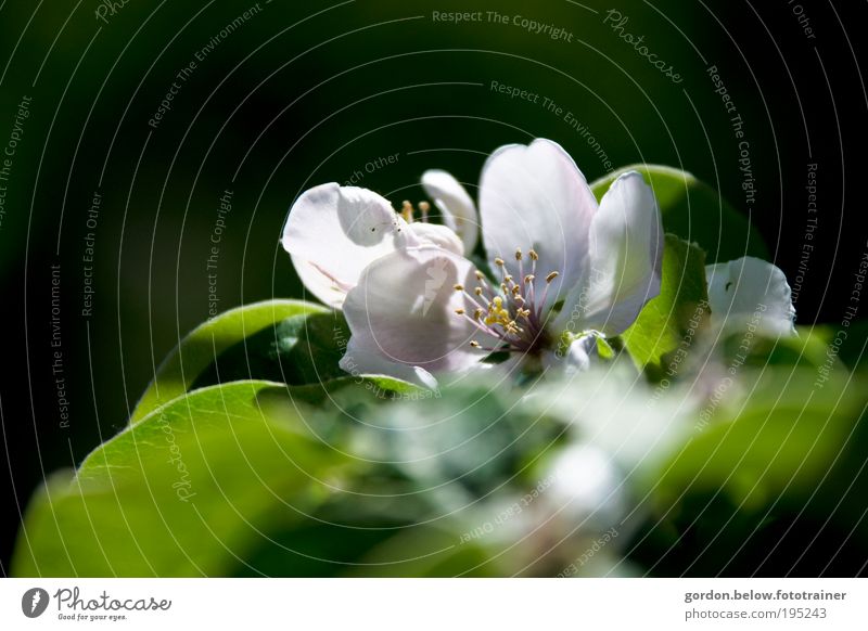 Apple Blossom Nature Plant Cloudless sky Sun Sunlight Spring Beautiful weather Flower Park Fragrance Colour photo Subdued colour Exterior shot Close-up Detail