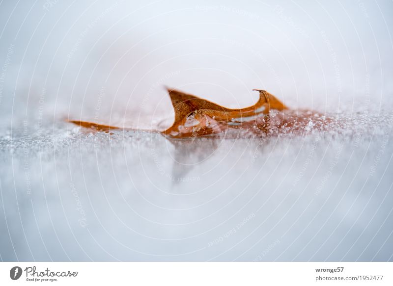 Ice Age | Saw Blade II Winter Frost Leaf Pond Cold Near Point Brown Gray White Prongs Frozen Reflection Close-up Macro (Extreme close-up) Landscape format