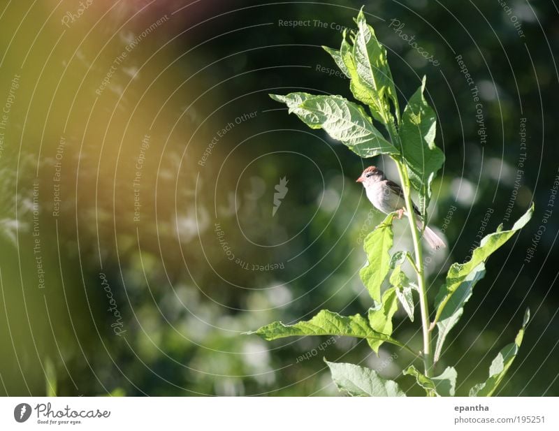 Field Sparrow Environment Nature Plant Animal Bushes Leaf Foliage plant Wild plant Meadow Wild animal Bird 1 Observe Looking Natural Curiosity Cute Brown Gold