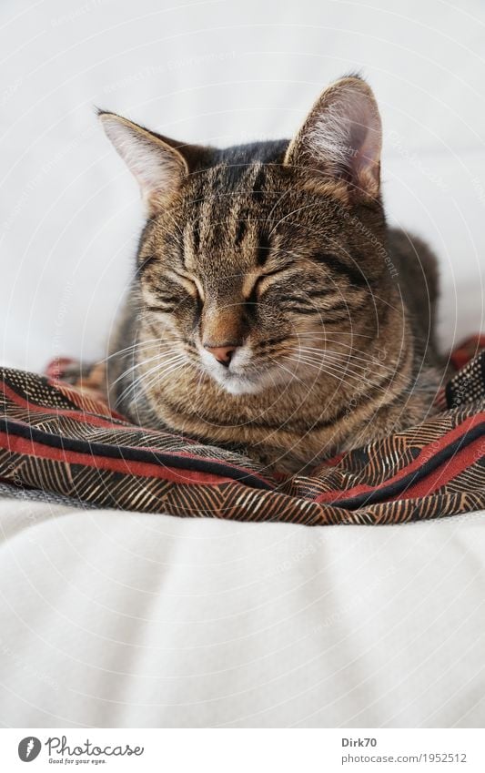 Sleepy on the armchair I Living or residing Flat (apartment) Furniture Armchair Animal Pet Cat Animal face Domestic cat Tabby cat 1 Cushion Lie Dream Cuddly