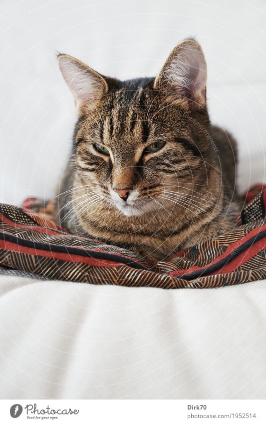 Sleepy on the armchair II - Awakened Lifestyle Living or residing Flat (apartment) Furniture Sofa Armchair Animal Pet Cat Animal face Domestic cat Tabby cat 1