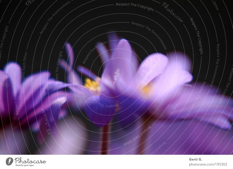 turbo spring Anemone Flower Blossom Spring Balcony plant Wind Motion blur Violet Spring flowering plant Movement Turbulence Muddled Chaos Wild Stalk