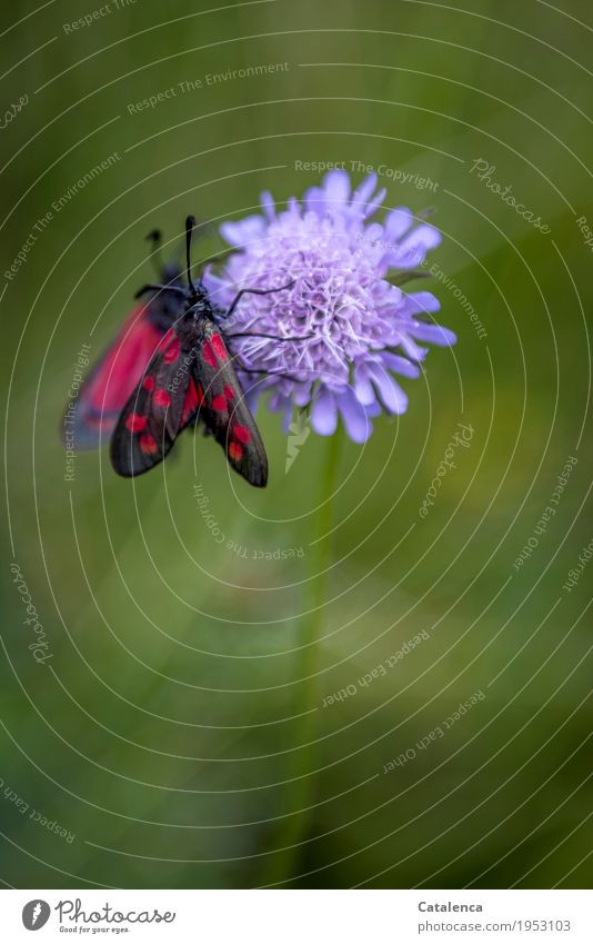 Horseshoe Clover Nature Plant Animal Summer Beautiful weather Blossom Field Scabious Alps Butterfly Insect Horseshoe Clover - Aries 2 Blossoming Fragrance