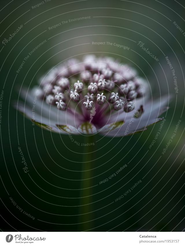 umbels Nature Plant Summer Flower Blossom Wild plant Astrantia Meadow Alps Blossoming Fragrance Authentic pretty Green Pink White Moody Design Uniqueness