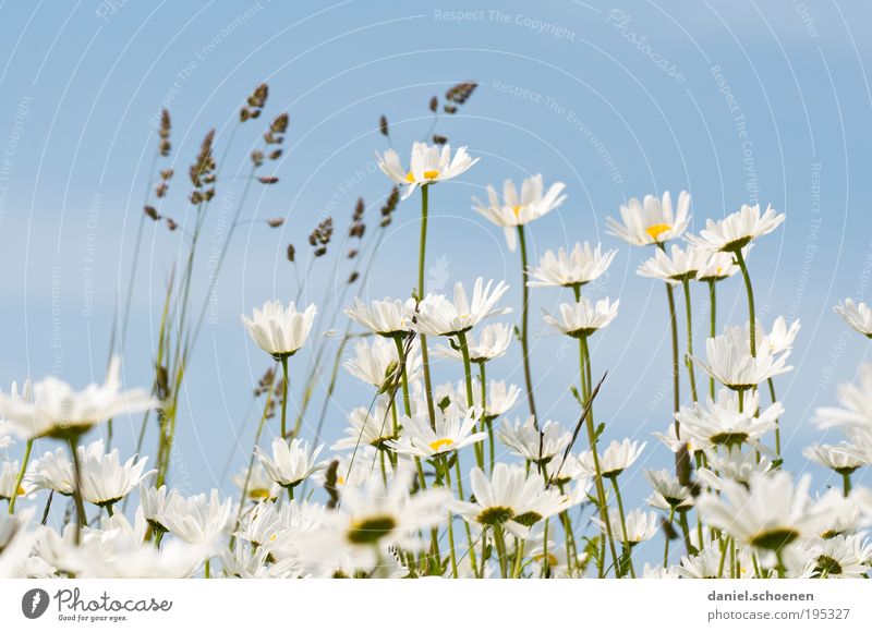 when summer is not far away Nature Plant Spring Summer Weather Beautiful weather Flower Leaf Blossom Bright Blue White Grass Flower meadow Marguerite