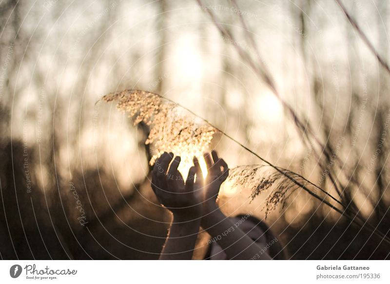 pick gold Hand 1 Human being Environment Nature Plant Bushes Touch Movement Illuminate Free Bright Warmth Gold Emotions Moody Trust Calm Curiosity Respect