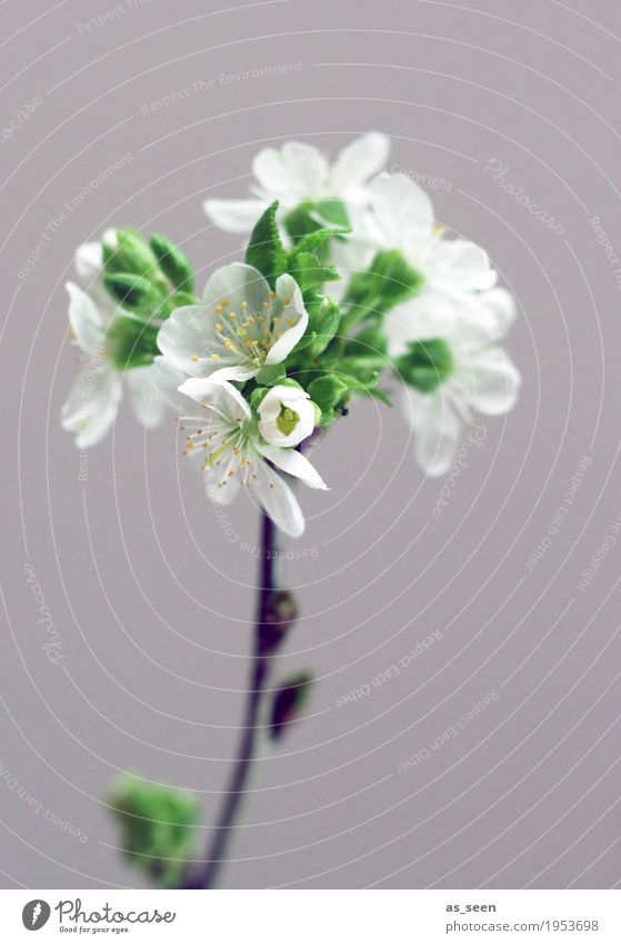 tree blossom Design Life Harmonious Living or residing Decoration Easter Nature Spring Plant Tree Branch Twig Cherry blossom Blossom Leaf Stamen Garden