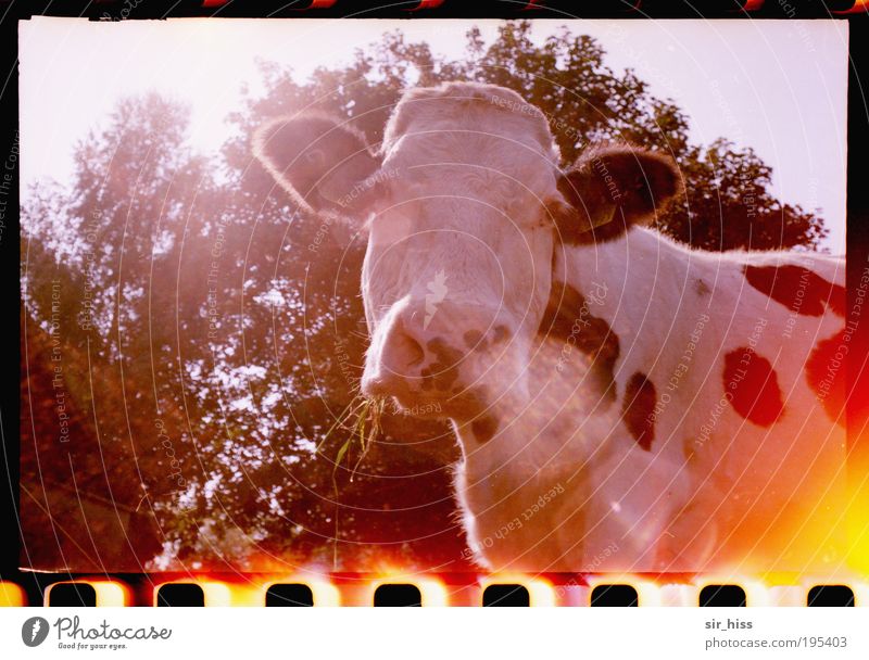 lunch break Environment Nature Plant Beautiful weather Animal Pet Farm animal Cow Animal face 1 Brash Curiosity Blue Red Moody Passion Love of animals Interest