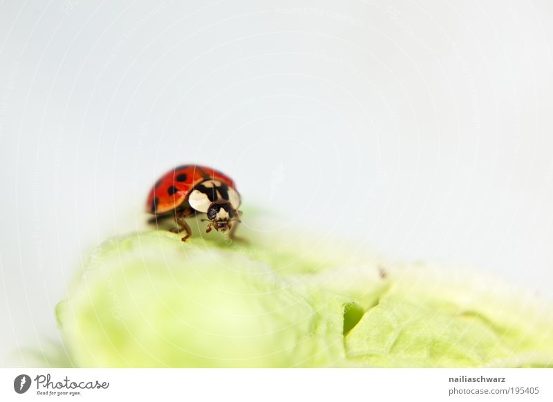 ladybugs Food Environment Nature Animal Beetle 1 Esthetic Green Red Black White Happy Ladybird Colour photo Multicoloured Interior shot Deserted