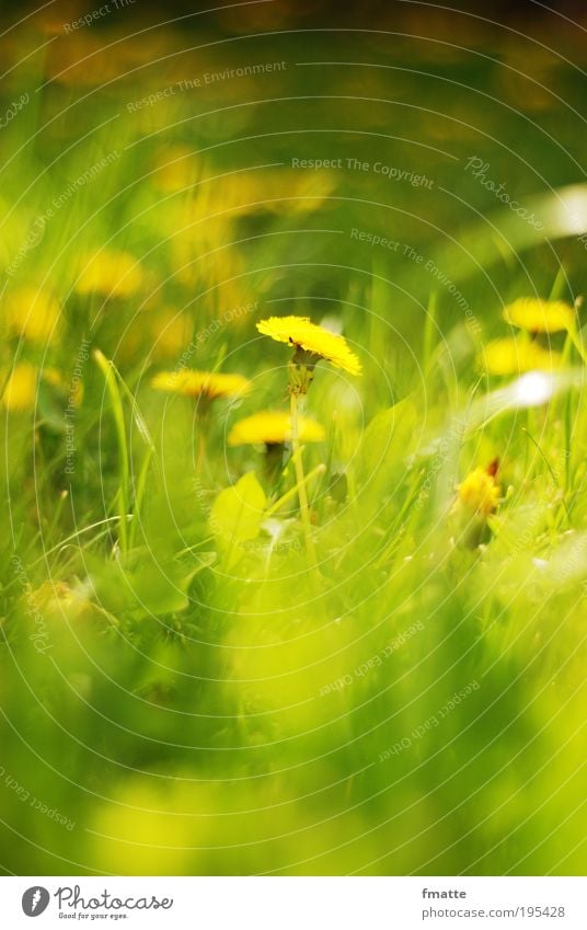 spring Environment Nature Plant Blossom Meadow Esthetic Fresh Positive Soft Green Moody Contentment Dandelion Sun Spring Summer Colour photo Exterior shot