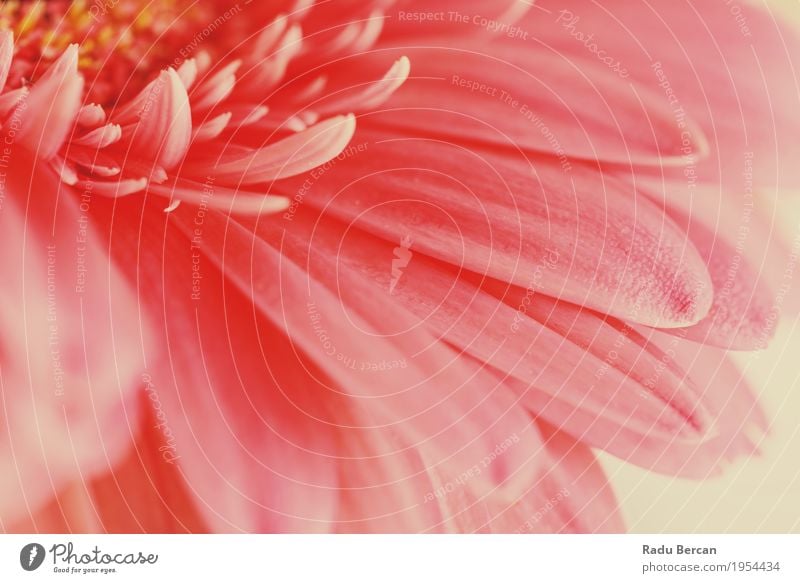 Pink Gerbera Flower Petals Abstract Macro Environment Nature Plant Spring Summer Blossom Garden Blossoming Love Simple Fresh Bright Beautiful Natural Retro