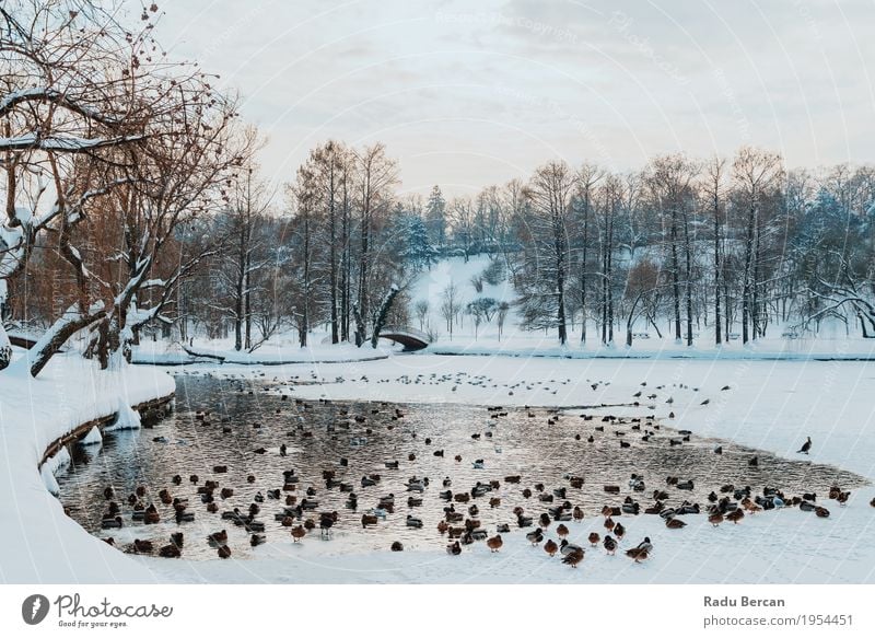 Ducks And Seagull Birds On Frozen Lake In Winter Snow Environment Nature Landscape Animal Water Sky Clouds Weather Snowfall Park Wild animal Group of animals