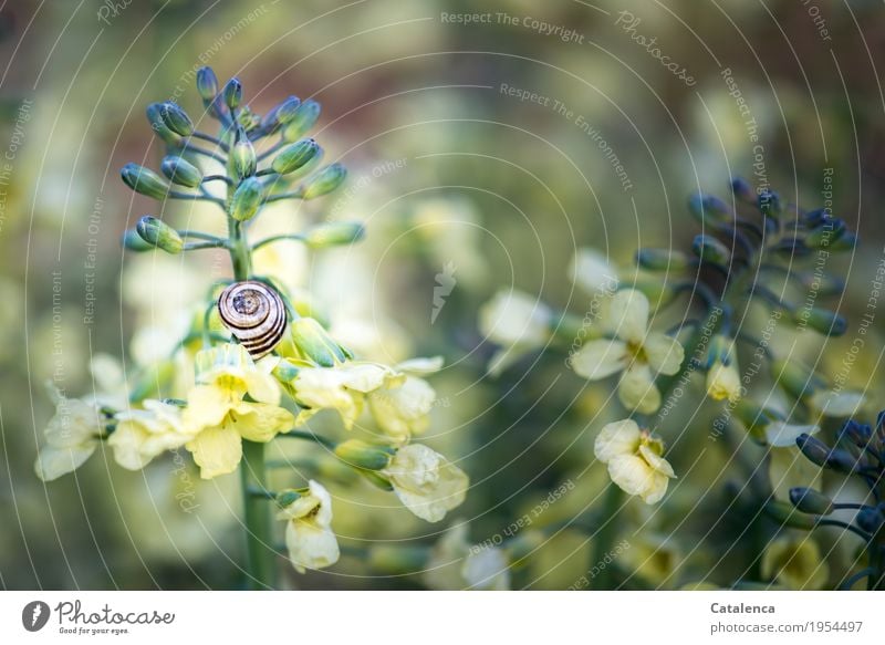 In broccoli hangs a snail Nature Plant Animal Summer Beautiful weather Blossom Agricultural crop Broccoli broccoli flower Garden Vegetable garden Crumpet 1