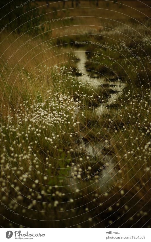 from the willgrass, the marsh and its guilt Nature Landscape Cotton grass Cotton gras meadow Bog Marsh Hiller Moor Runlet Brook Blossoming Green Colour photo