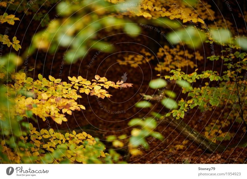 autumn foliage Nature Landscape Plant Autumn Tree Leaf Forest Deciduous forest Near Wild Brown Yellow Gold Green Multicoloured Exterior shot Deserted Day Light