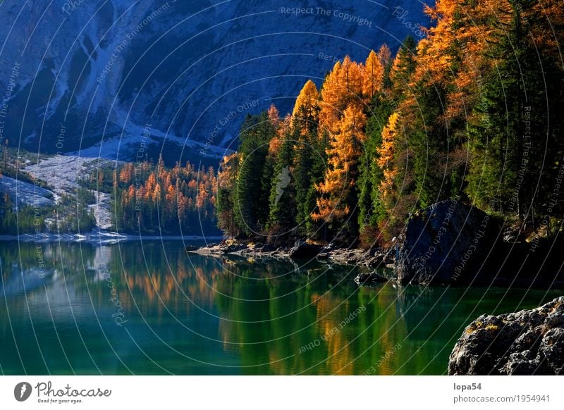 Autumn atmosphere at Pragser Wildsee, Dolomites, South Tyrol Environment Nature Landscape Plant Water Sunlight Beautiful weather Tree Foliage plant Larch Rock